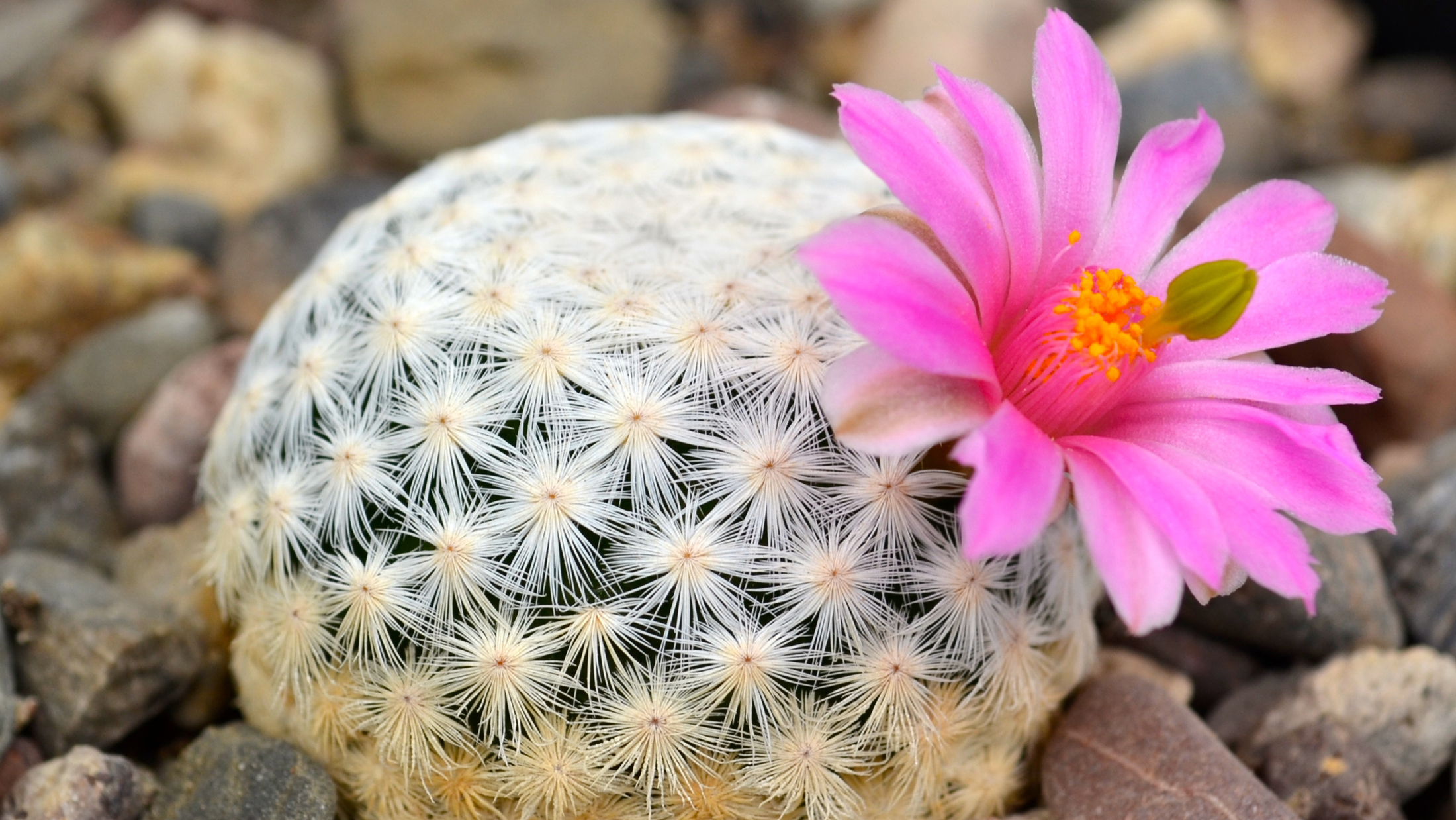 Mammillaria herrerae. Photo © Jardín Botánico Regional de Cadereyta