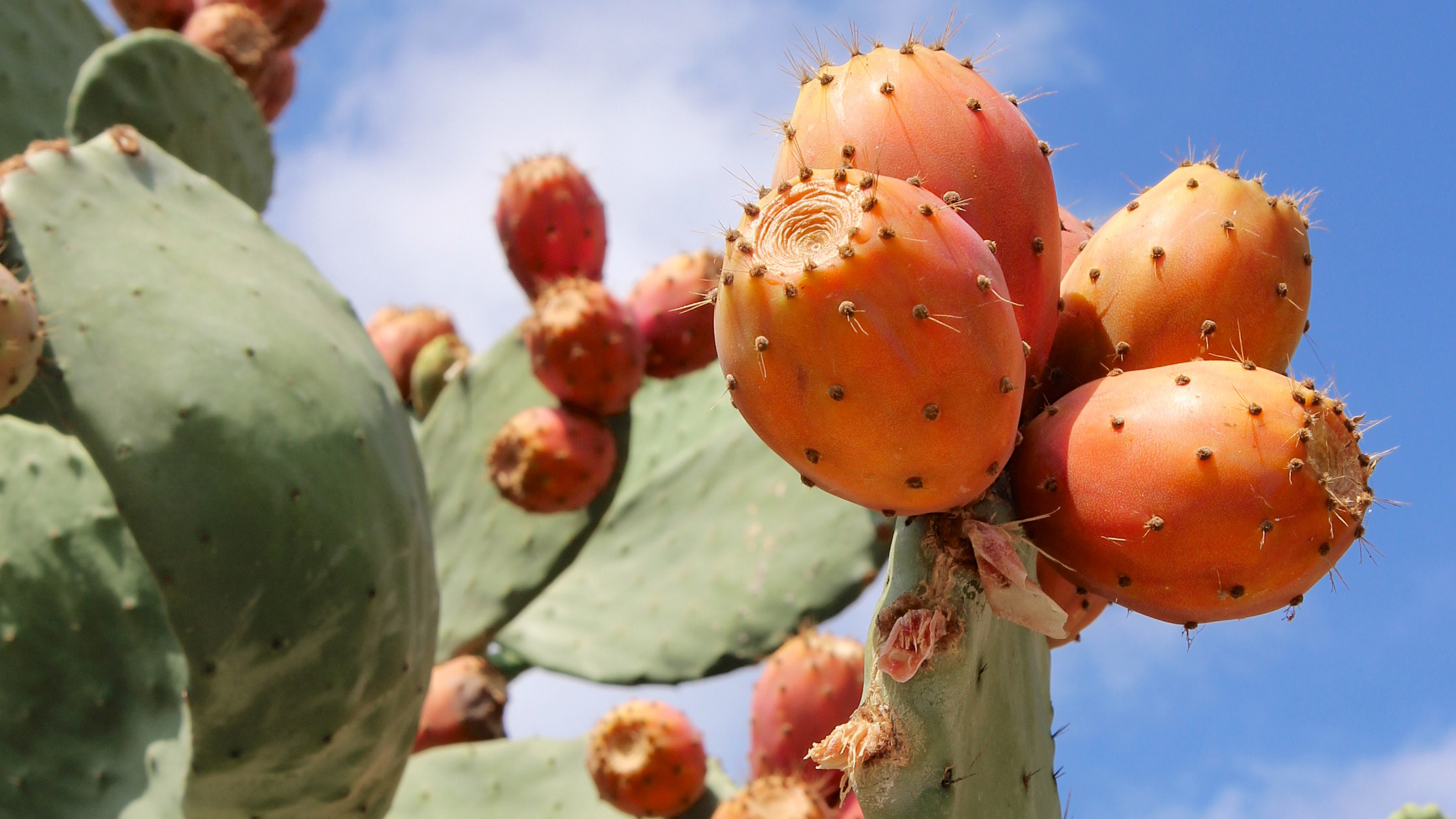 Opuntia ficus indica. Photo © Karol Franks / Flickr through a Creative Commons license