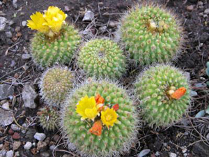 Parodia muricata. Photo © The Ruth Bancroft Garden / Flickr through a Creative Commons license