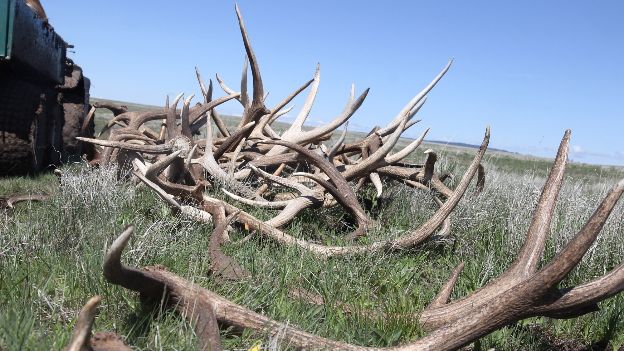 Antlers on the prairie. Photo © The Nature Conservancy (Matt Miller)