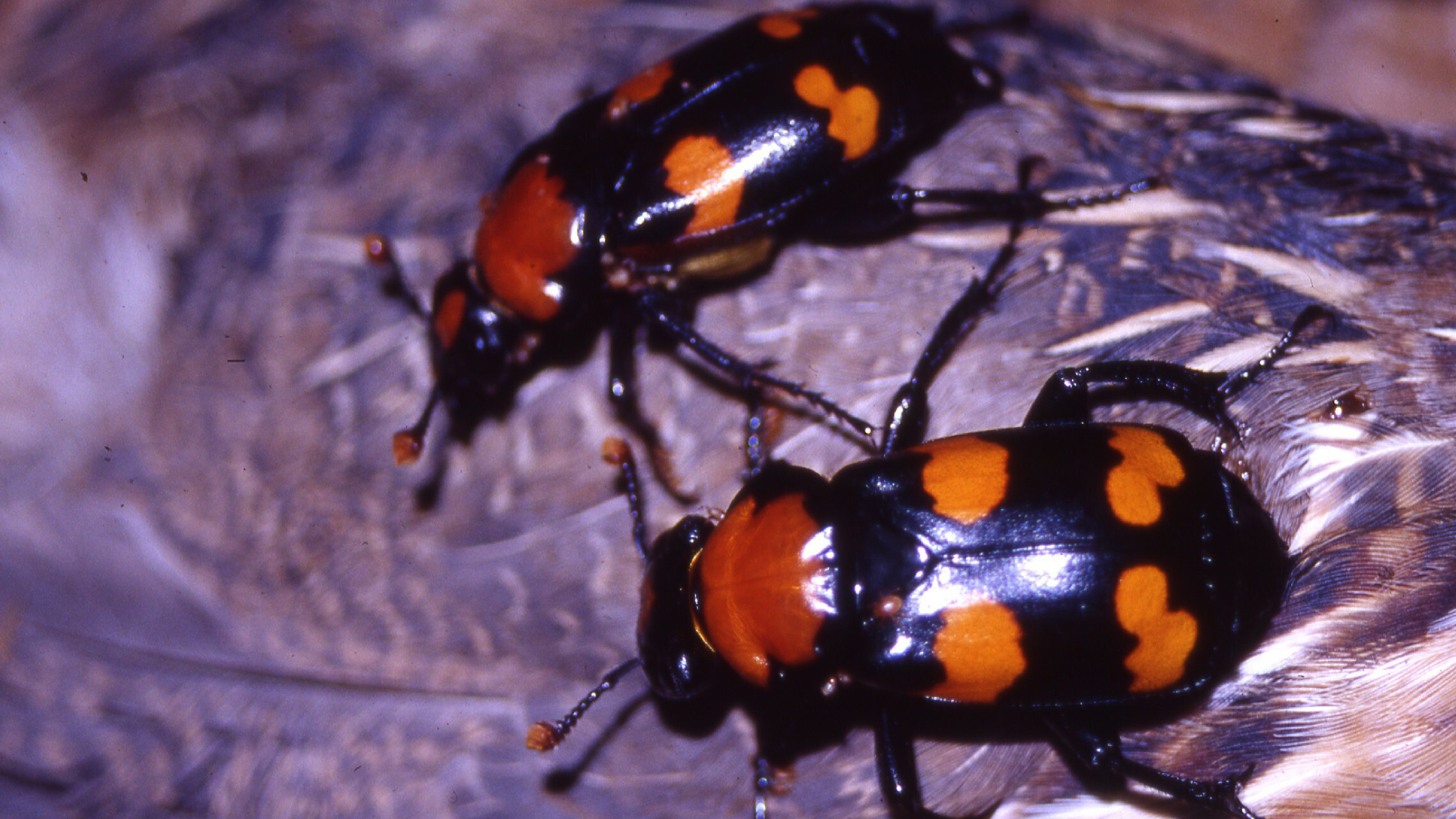 American burying beetles. Photo © St. Louis Zoo