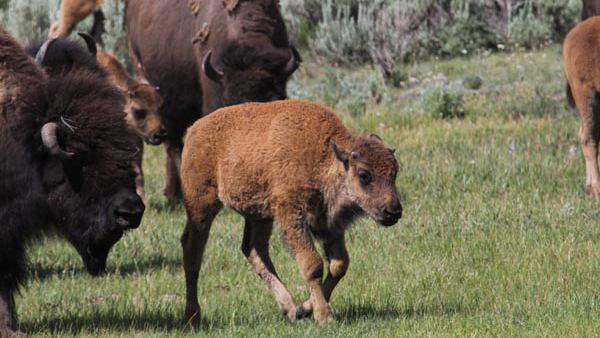 Photo © The Nature Conservancy (Matt Miller)