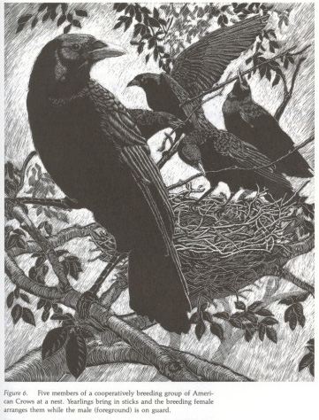 Illustration of Kilham crows with sticks from The American Crow & Common Raven