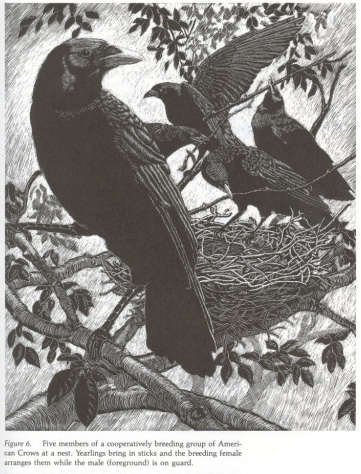 Crows: Everything you need to know about the whole corvid family