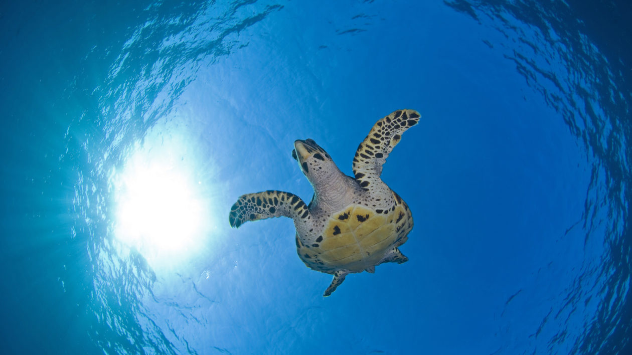 A hawksbill turtle. Photo © Jeff Yonover