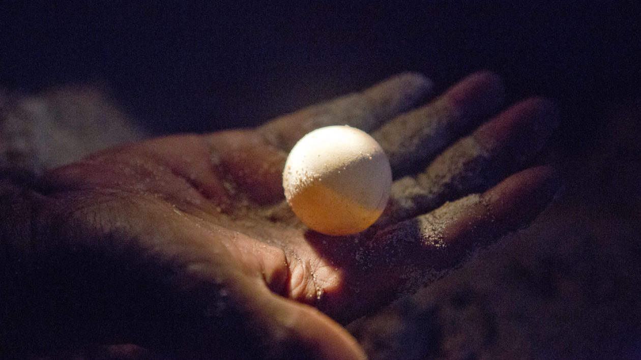 A hawksbill sea turtle egg. © Bridget Besaw