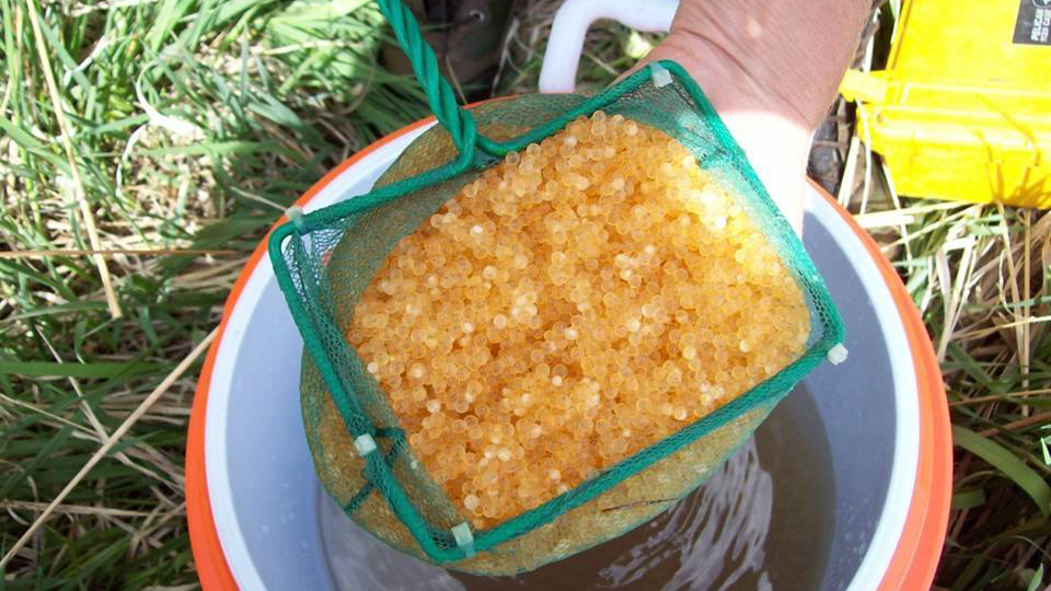 Eyed Arctic Grayling eggs ready to be placed in Remote Site Incubators at reintroduction locations. Photo © Emily Cayer FWP