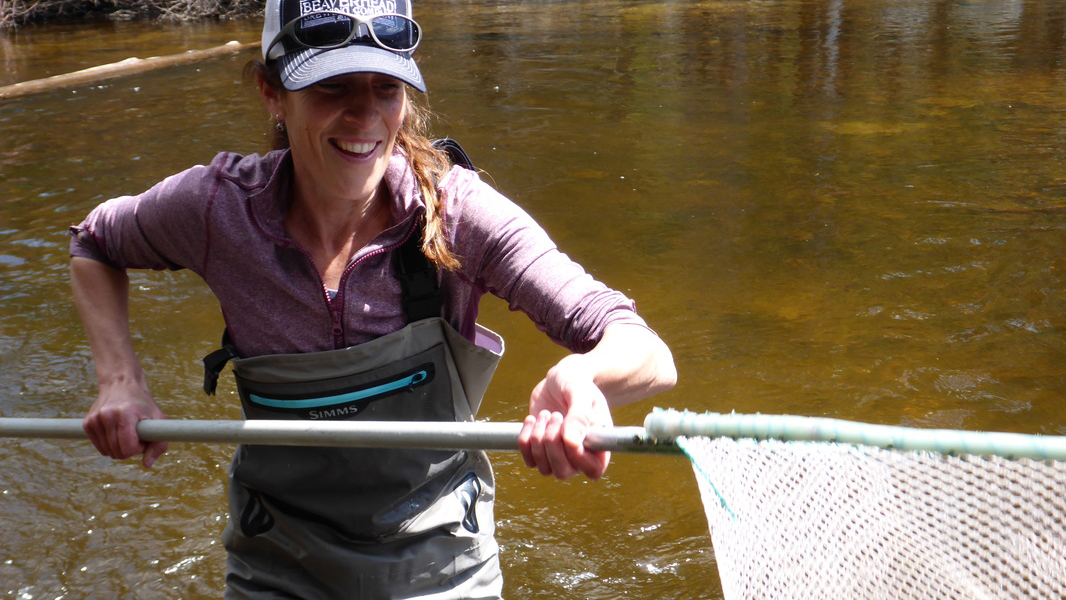 Arctic Grayling Biologist, Emily Cayer, with a net full of native Arctic Grayling from Mussigbrod Lake, getting ready to collect gametes for reintroduction efforts in to other Big Hole lakes. Photo © Danette Snyder