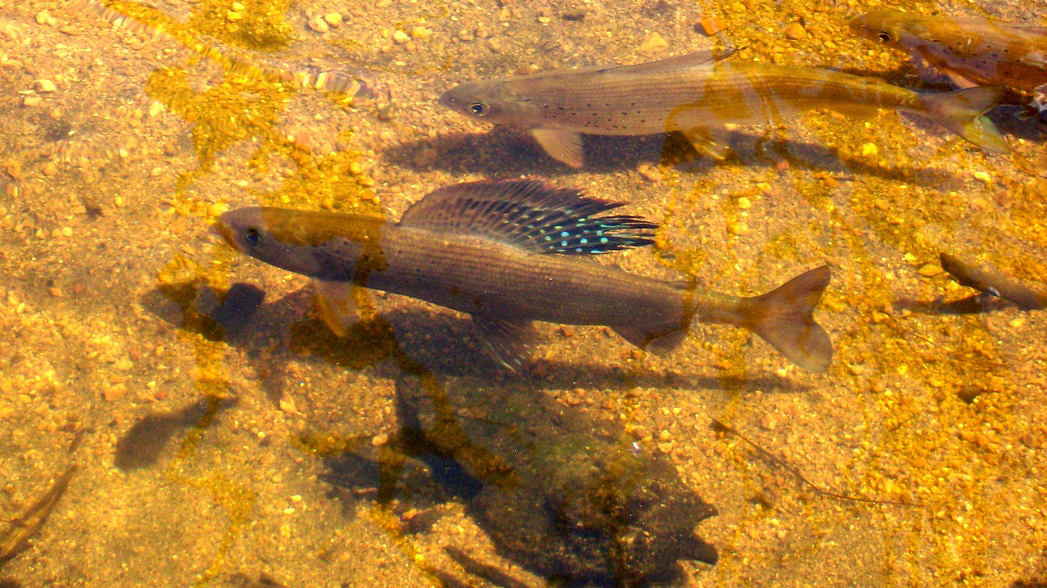 Spawning Arctic Grayling at Green Hollow Genetic Brood Reserve. Photo © Emily Cayer FWP