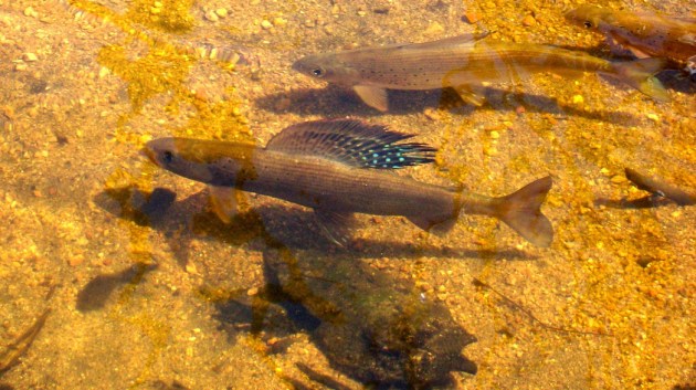 Recovery: Saving Grayling With a Carrot and Stick - Cool Green Science