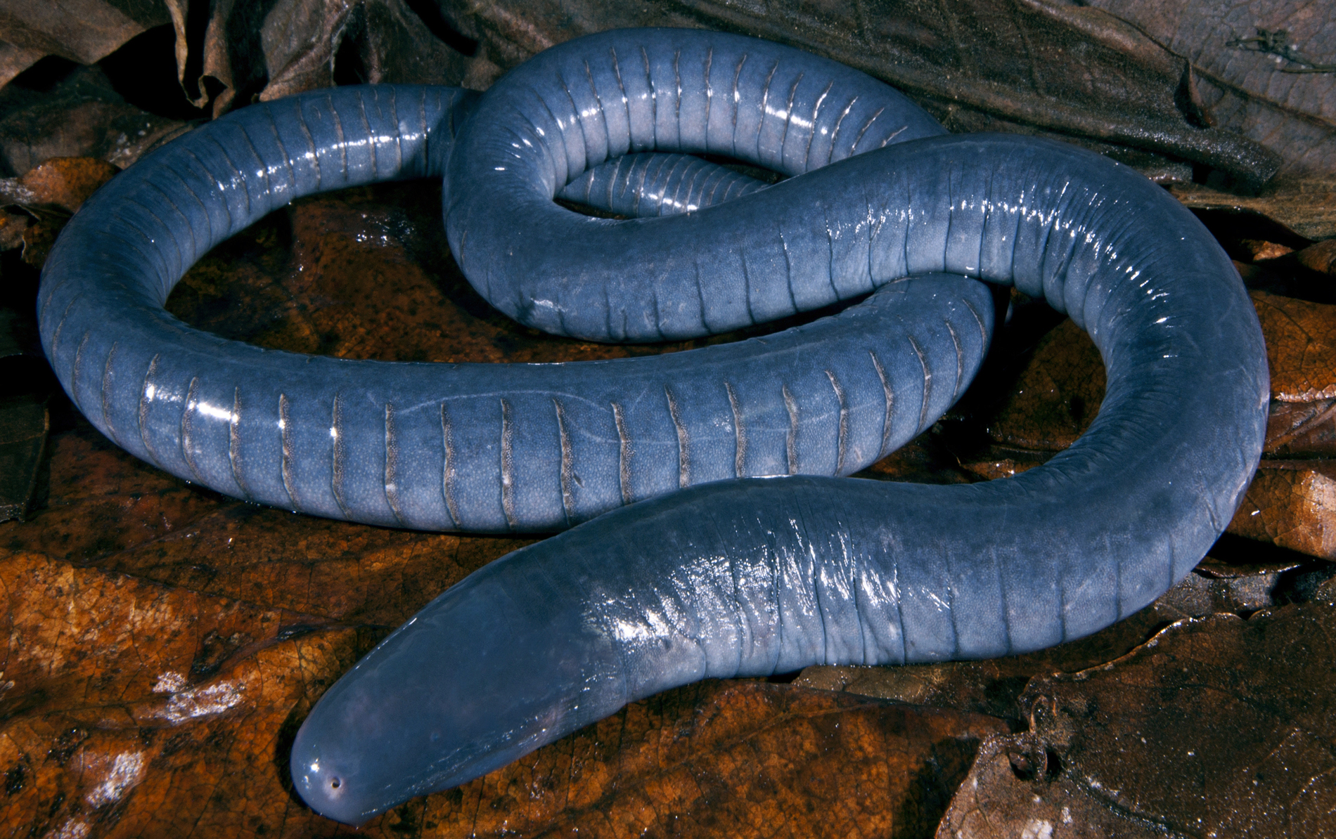 Caecilians, strange amphibians that often live in leaf litter or around termite mounds, are covered in-depth by Fenolio. Despite their worm-like appearance, they have jaws filled with teeth. Photo © Danté Fenolio