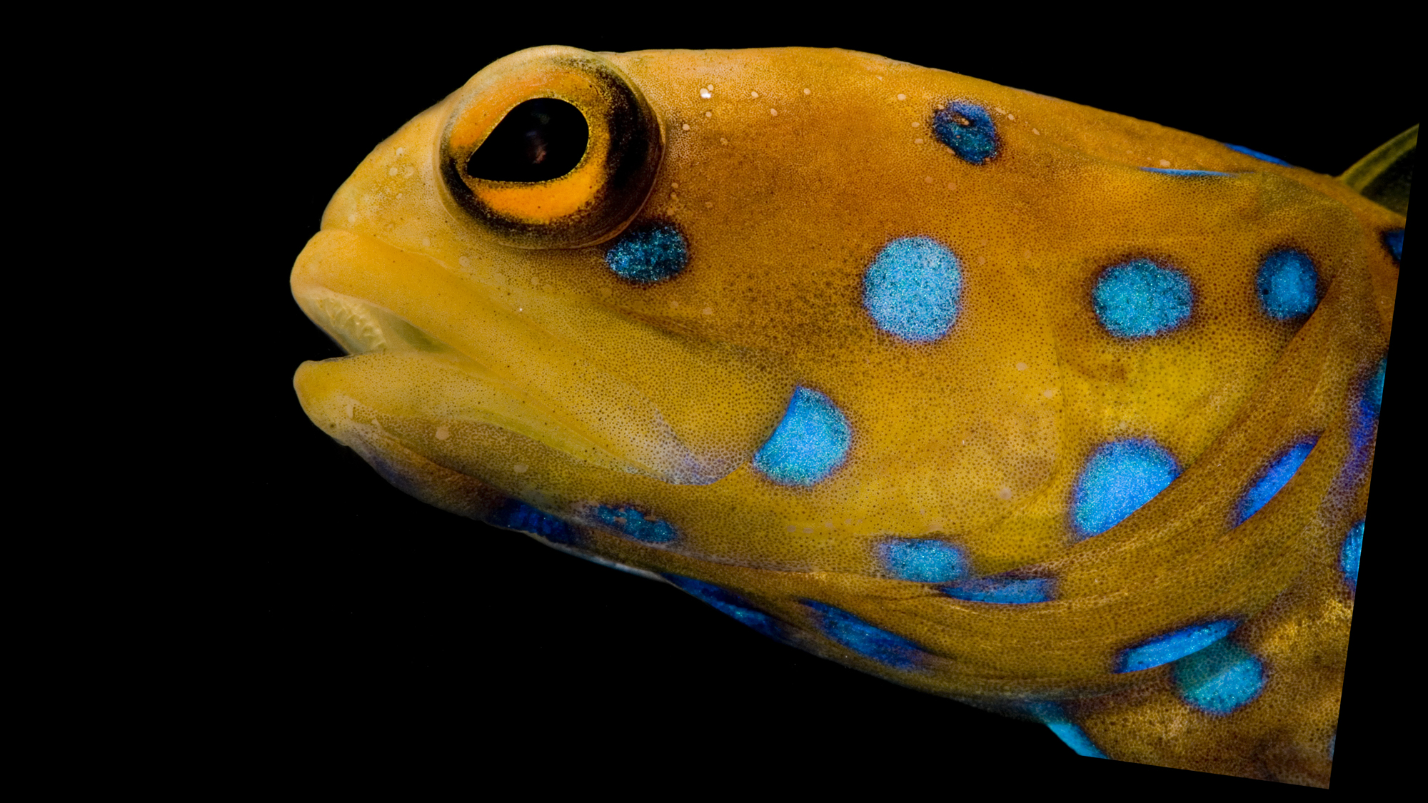 Blue-spotted jawfishes live in burrows, “which they block themselves inside each evening. In the morning they remove the debris so they can pass through the burrow opening again.” Photo © Danté Fenolio
