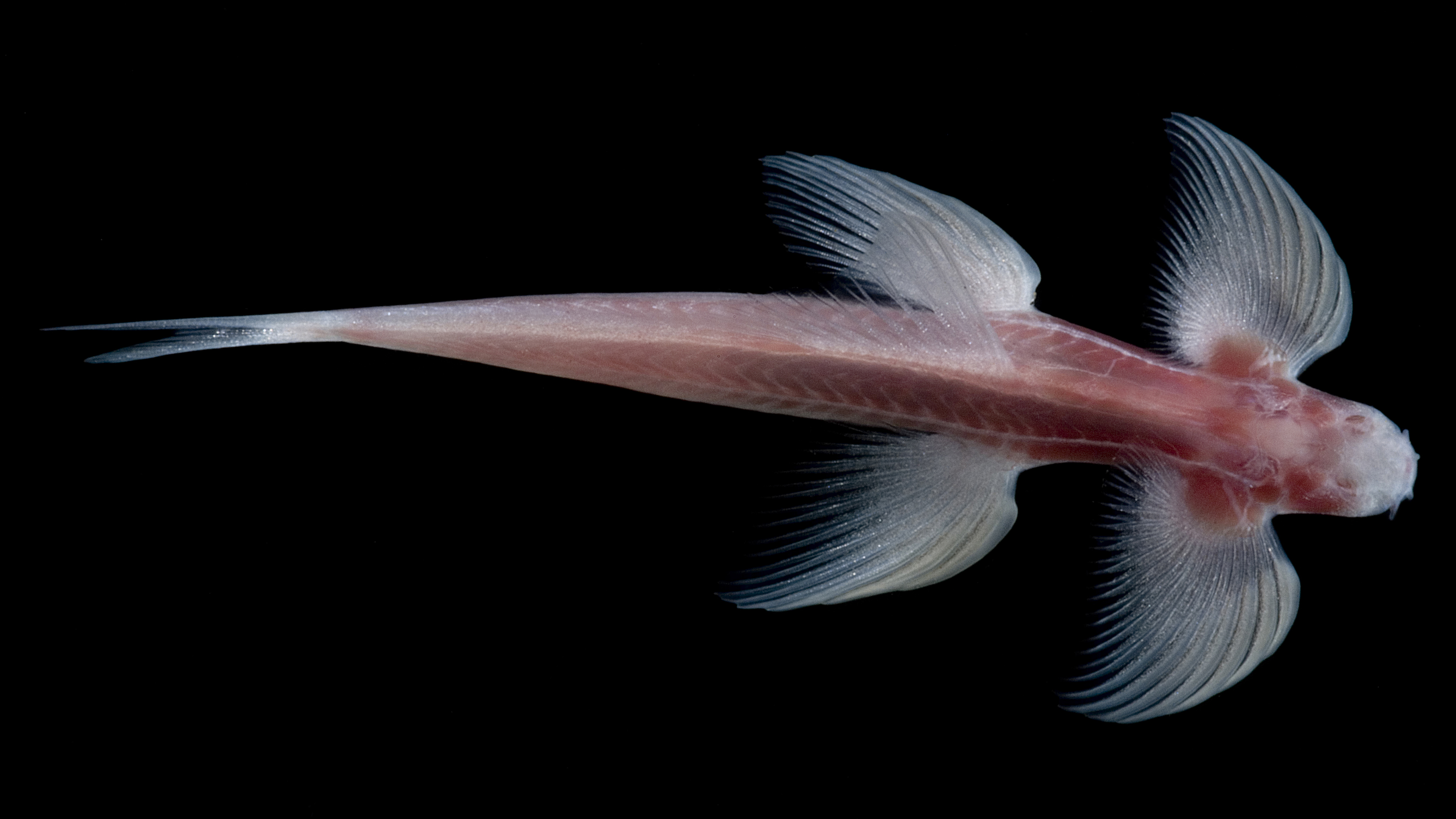 I suspect even my most devoted fish nerd friends have never encountered a waterfall climbing loach, a cave fish that crawls out of the water to feed on bacteria growing on damp rocks. As Fenolio writes, it “defies our ideas of what a fish should be.” Photo © Danté Fenolio