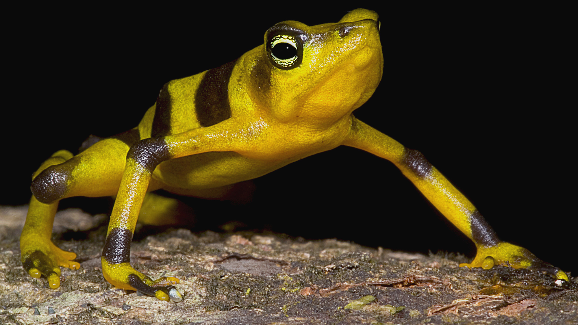 Life in the Dark is a passionate plea for conservation. Amphibians may be frequently overlooked, writes Fenolio. Aside from their charismatic looks, their skin secretions may have many useful applications for human health. Photo © Danté Fenolio