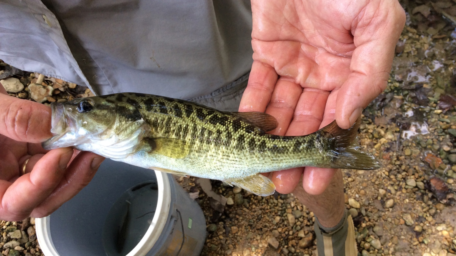 Restoring Guadalupe Bass After the Smallmouth Invasion - Cool Green Science