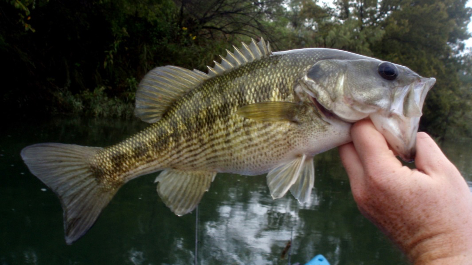 Restoring Guadalupe Bass After the Smallmouth Invasion - Cool Green Science