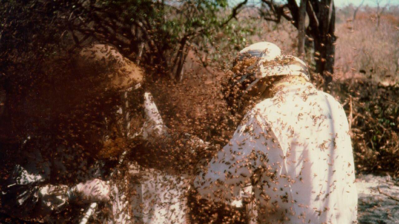 bee-swarm