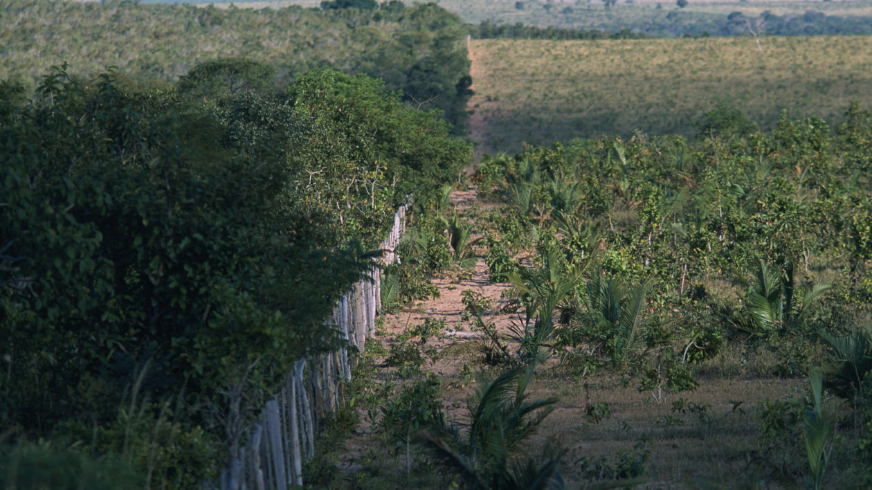 Edge of native Cerrado vegetation and pasture to the North of Emas National Park. Photo © The Nature Conservancy (Scott Warren)