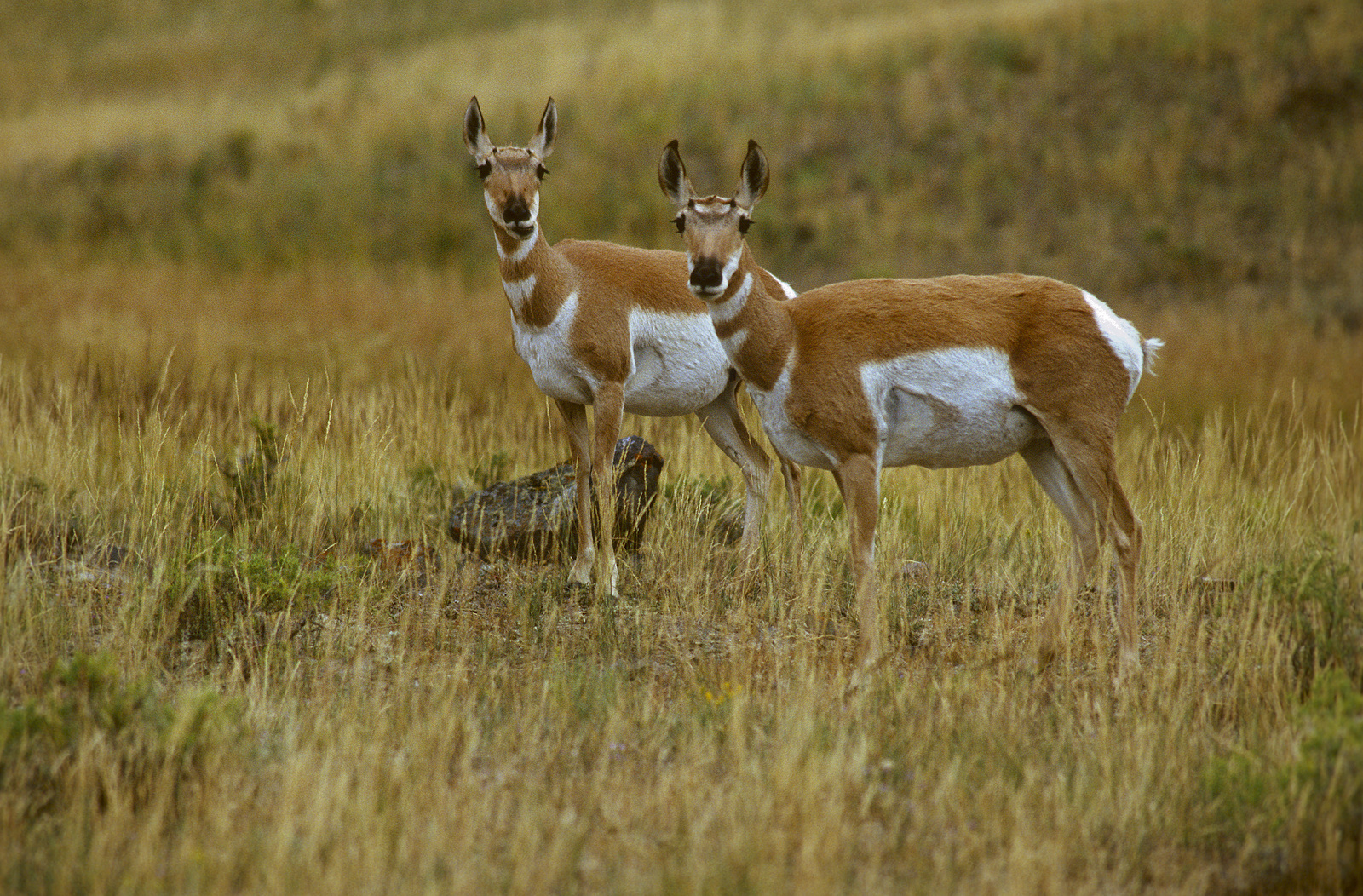 The most characteristic large mammal of the Great Plains and also the fastest mammal in North America. Photo © Janet Haas