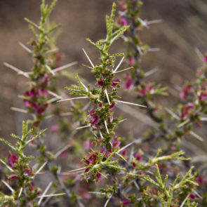 Argentina is full of spiny plants - this a Tetraglochin alatum. © Tim Boucher/TNC