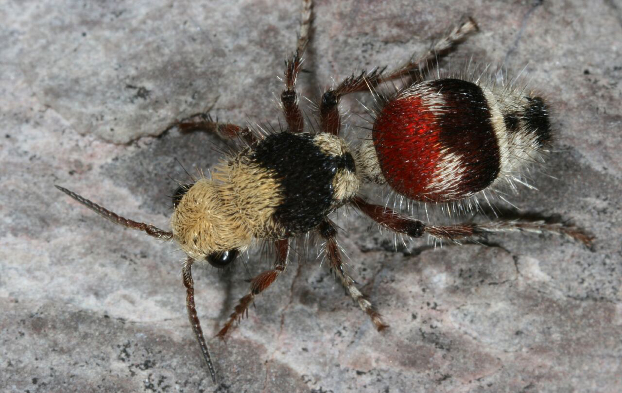 velvet-ant