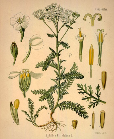 Yarrow from Kohler's medicinal plants 1887. Public domain.