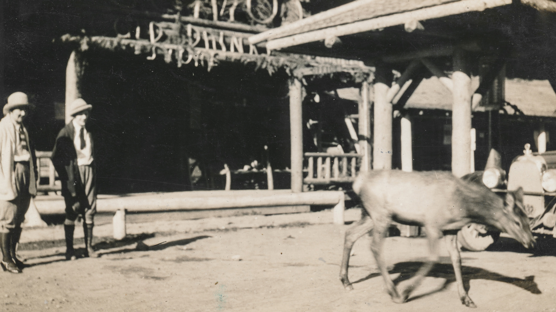 Elk at a camp near Yellowstone. Photo © simpleinsomnia / Flickr through a Creative Commons license