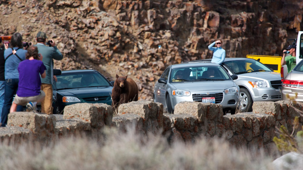 'Wildlife jam' caused by a black bear sighting. Photo © Malcolm Manners / Flickr through a Creative Commons license