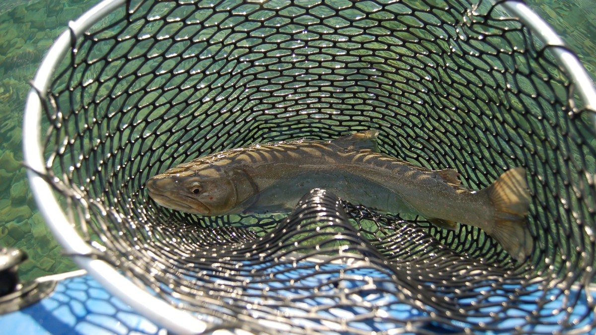 Bull trout in net. Photo © Steve Healy