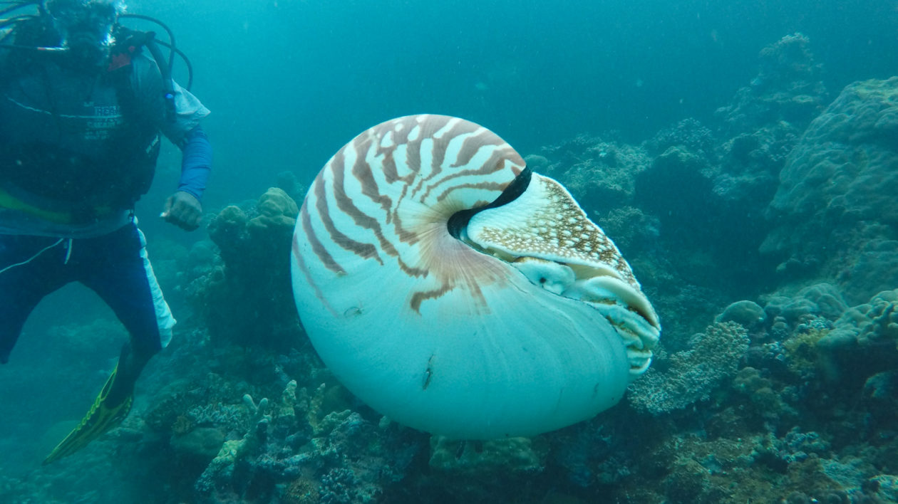 A Nautilus pompilius, aka the wrong nautilus. Photo © The Nature Conservancy (Richard Hamilton)