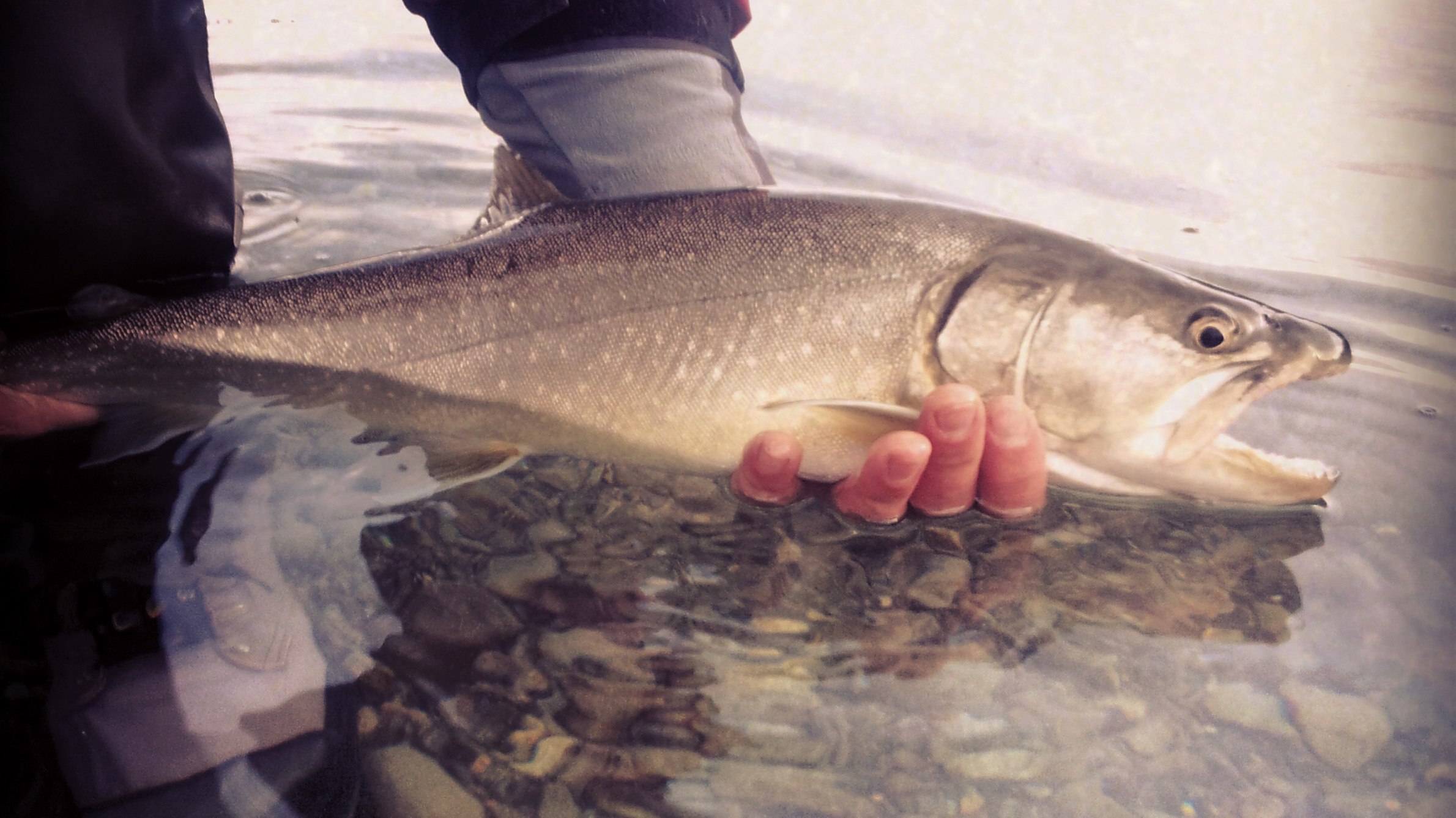 Bull trout. Photo © Andrew Lotto