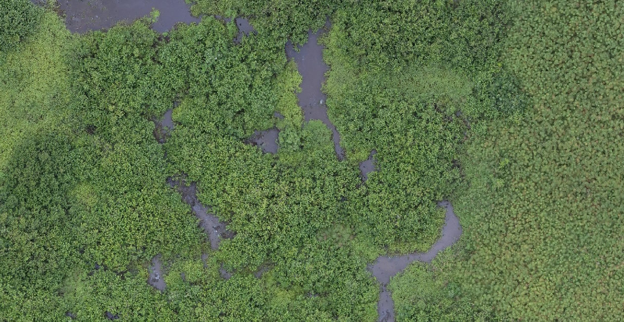 An example of a drone image mosaic collected at 2 centimeter resolution, resulting in high resolution detail of the Gabonese wetlands. © The Nature Conservancy (Steve Schill) 