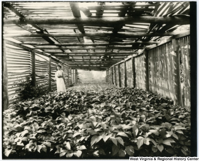 Historic photo of the Lehmann Family Ginseng Patch, Helvetia, West Virginia. Posted with permission of the West Virginia and Regional History Center, WVU Libraries
