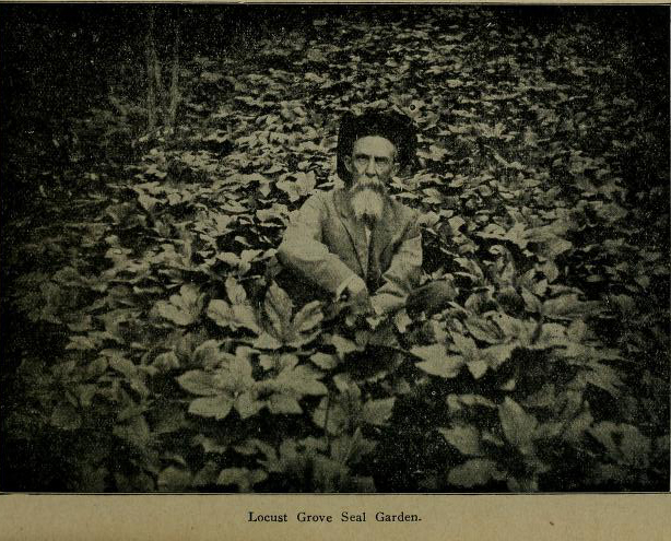 A man growing goldenseal (another plant traditionally grown for medicinal use). From Ginseng and other medicinal plants : a book of valuable information for growers as well as collectors of medicinal roots, barks, leaves, etc., by A.R. Harding. Not in Copyright. Made available by the Biodiversity Heritage Library