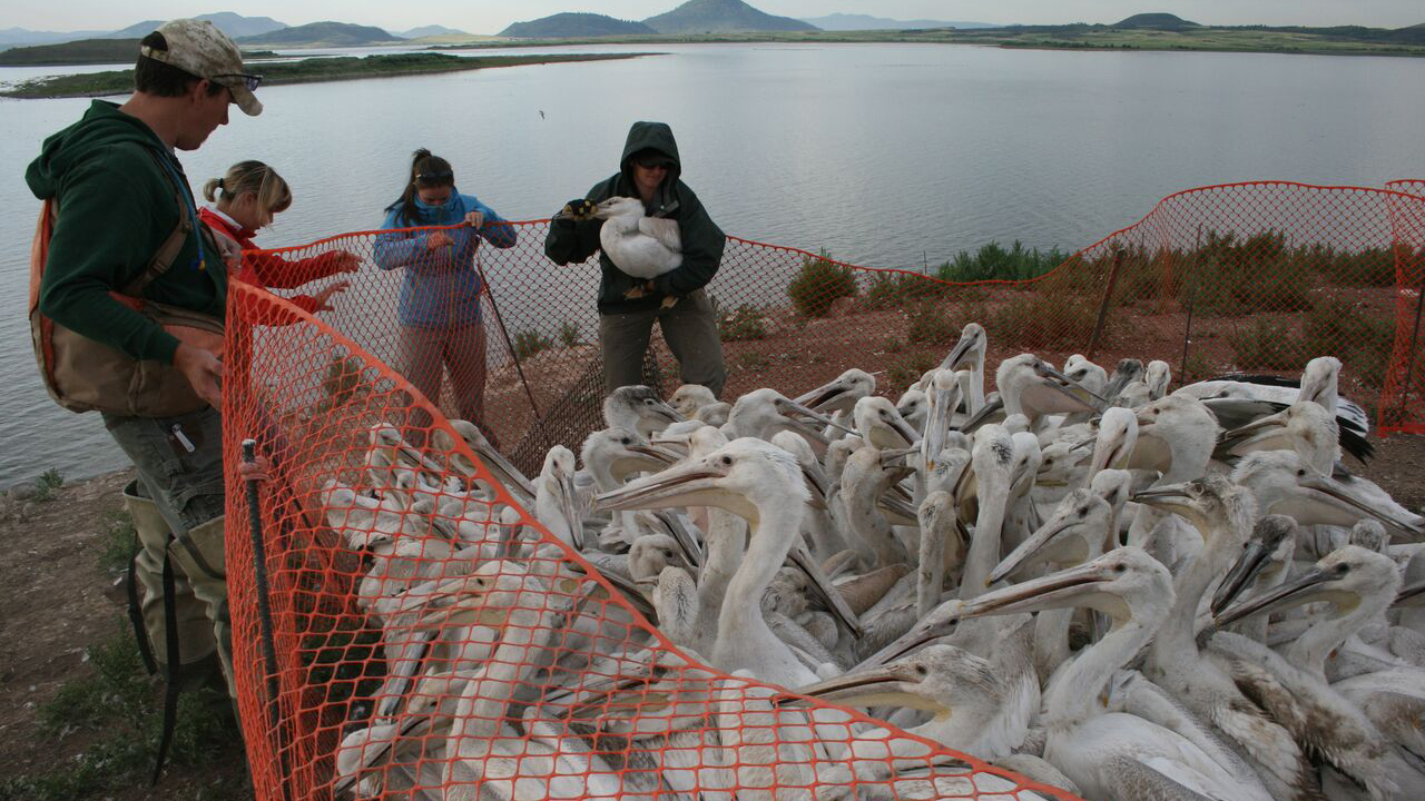 Approaching the pelican corral. Photo © Kris Millgate www.tightlinemedia.com