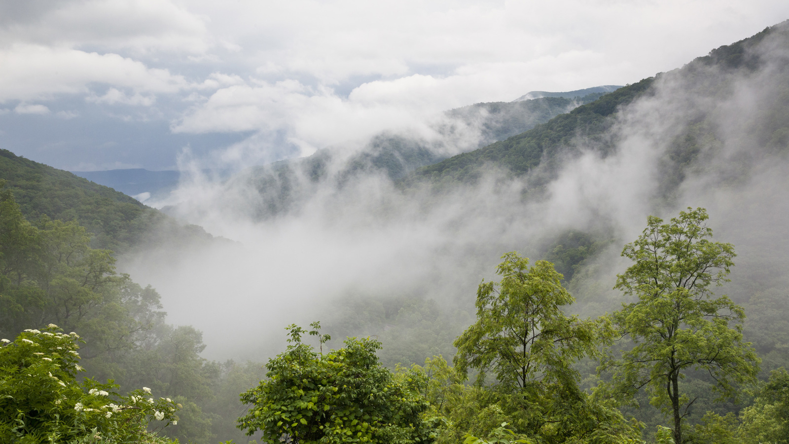 Mountain mists along the Seneca Creek, Seneca Rocks trail in the Monongahela National Forest of West Virginia. Photo © Kent Mason