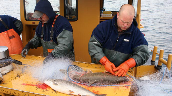 Since 2009, Yellowstone Park has contracted a commercial fishing company to increase the catch of lake trout. Photo © NPS