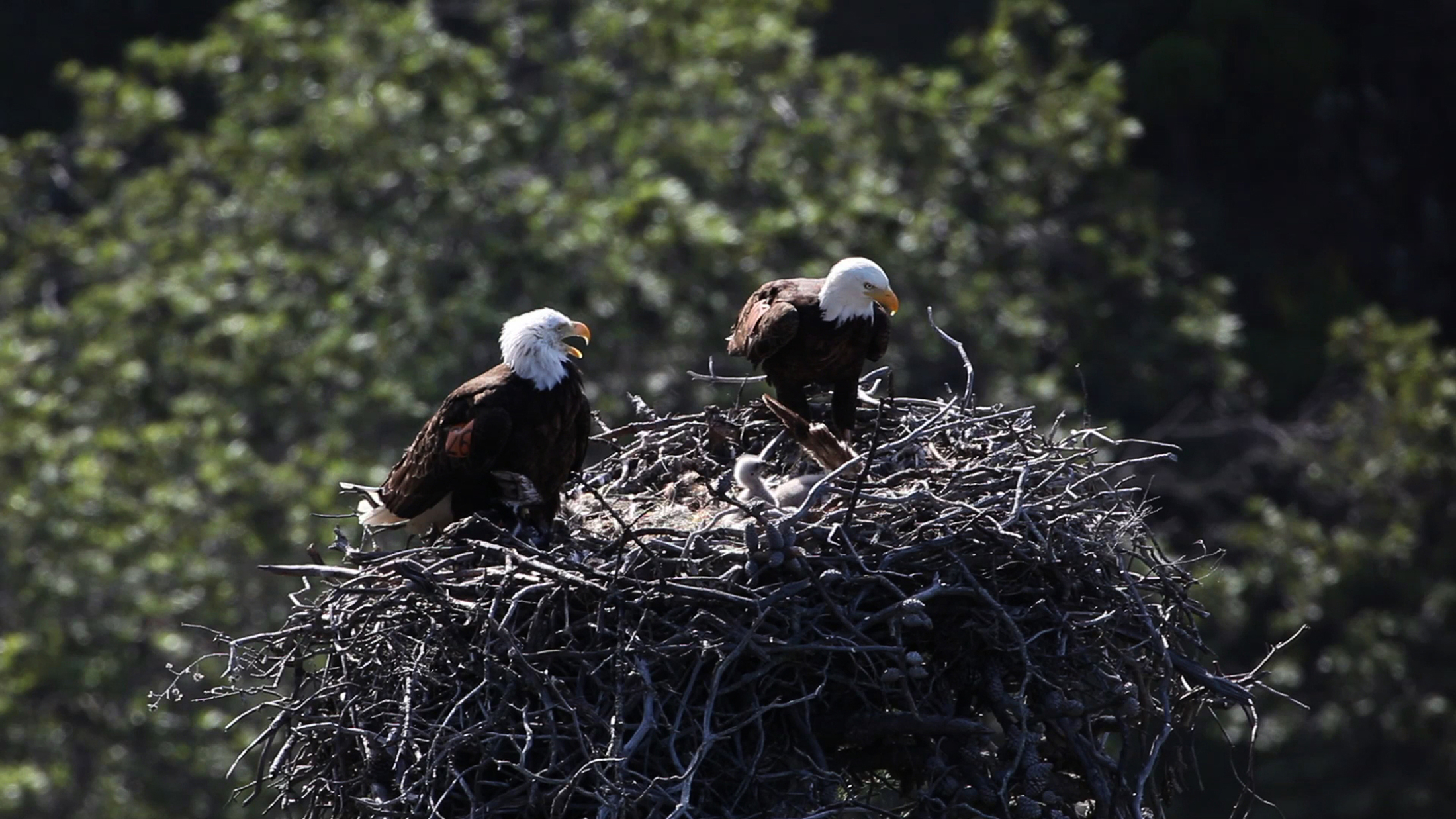 Bald eagles nesting on the Channel Islands. Photo © NPS