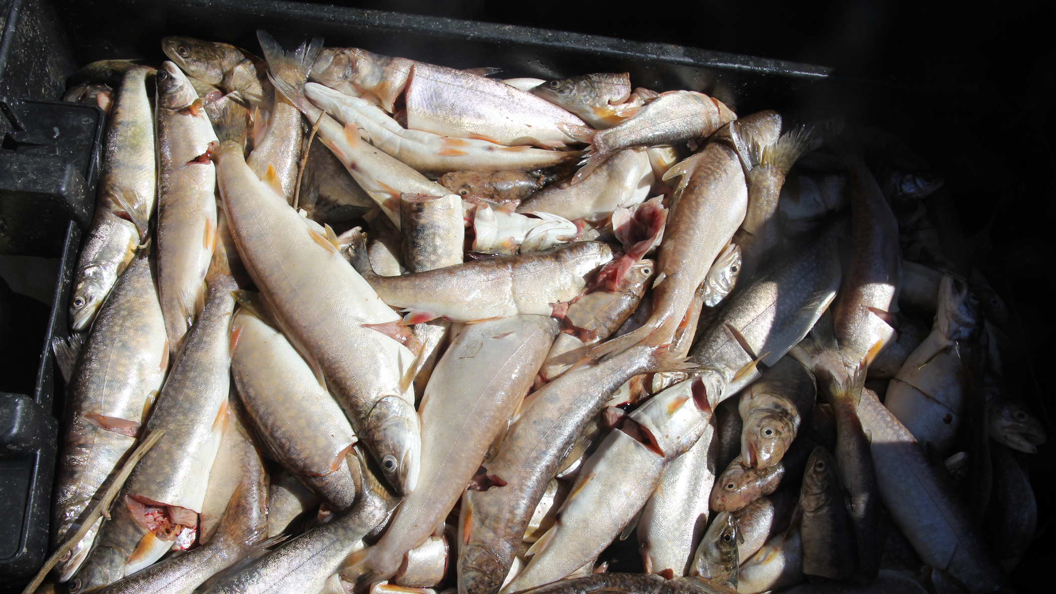 A portion of one day's catch. Photo © The Nature Conservancy (Matt Miller)