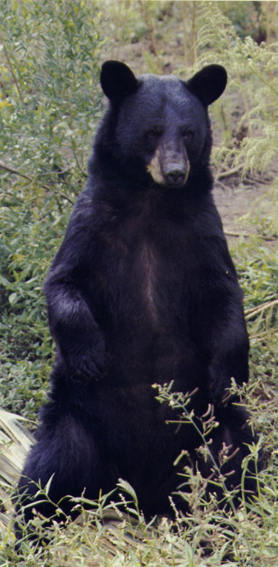 Adult Louisiana black bear. Photo courtesy of: Louisiana Deptartment of Wildlife and Fisheries