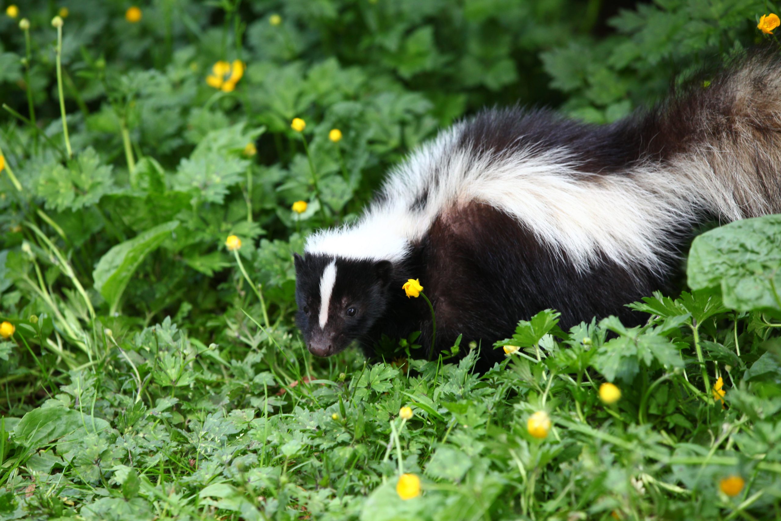Why You Re Smelling Skunks This Week