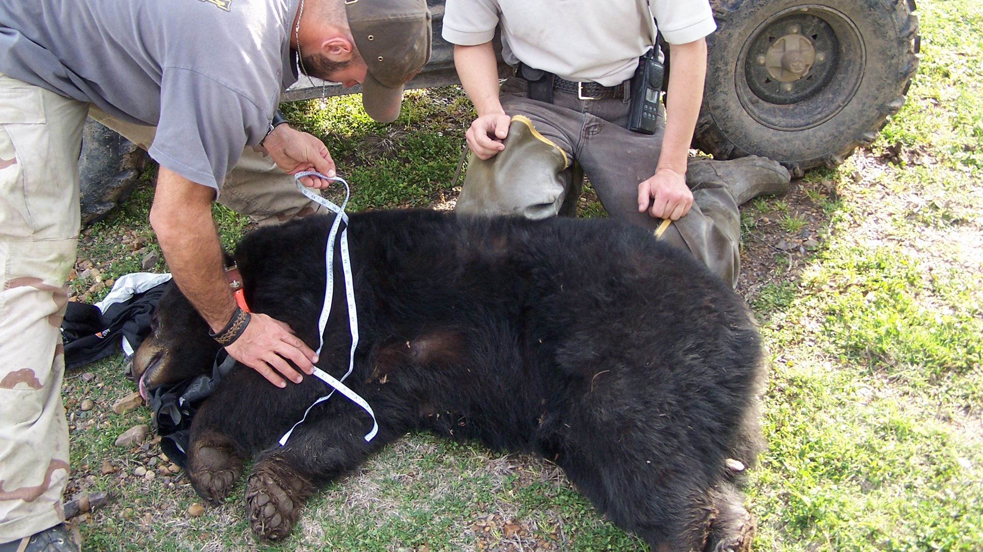 Black Bear Conservation Coalition partners repatriating bears to Three Rivers Wildlife Management Area. Photo courtesy of Black Bear Conservation Coalition