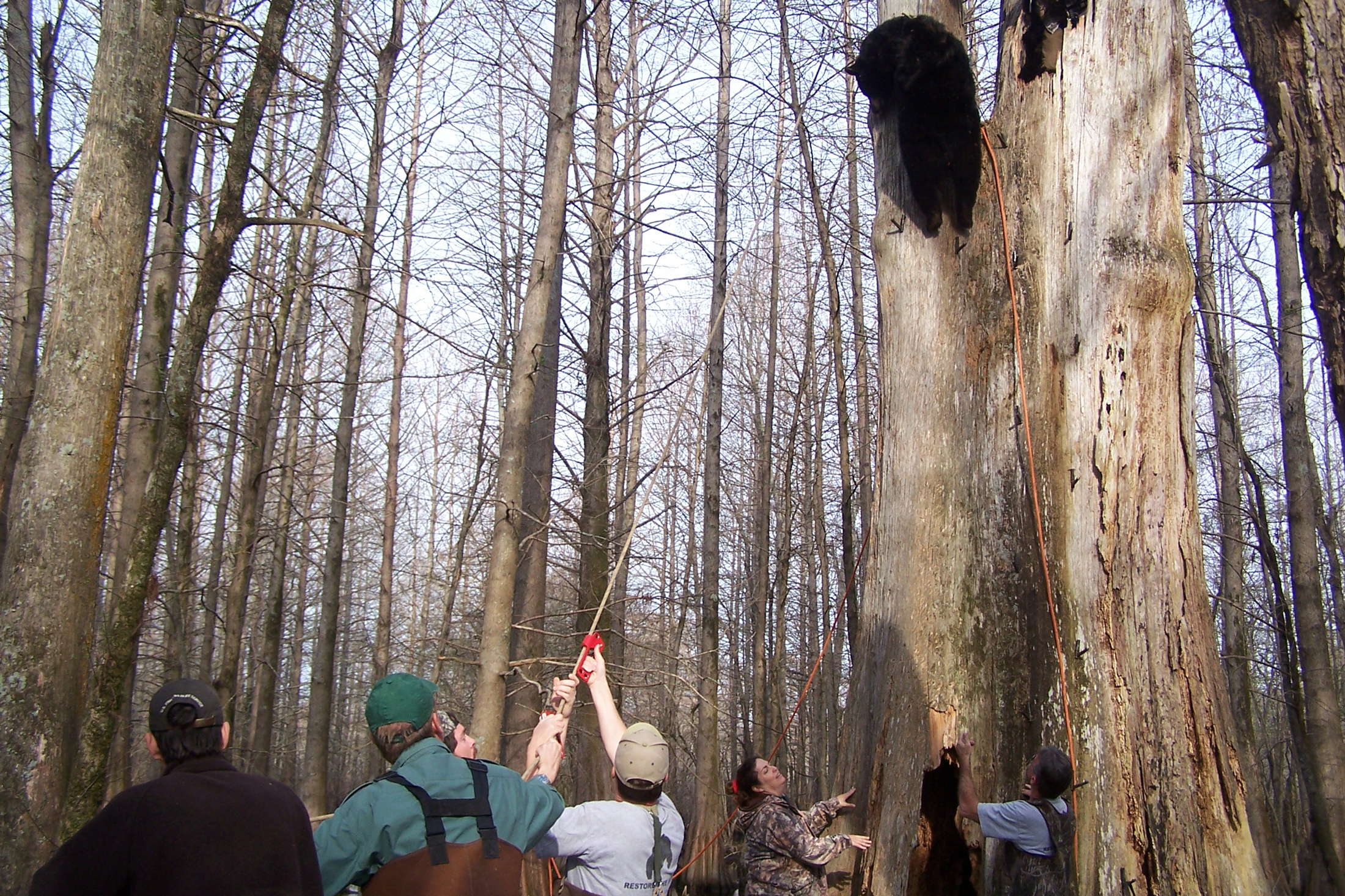 Black Bear Conservation Coalition partners repatriating bears to Three Rivers Wildlife Management Area. Photo courtesy of Black Bear Conservation Coalition