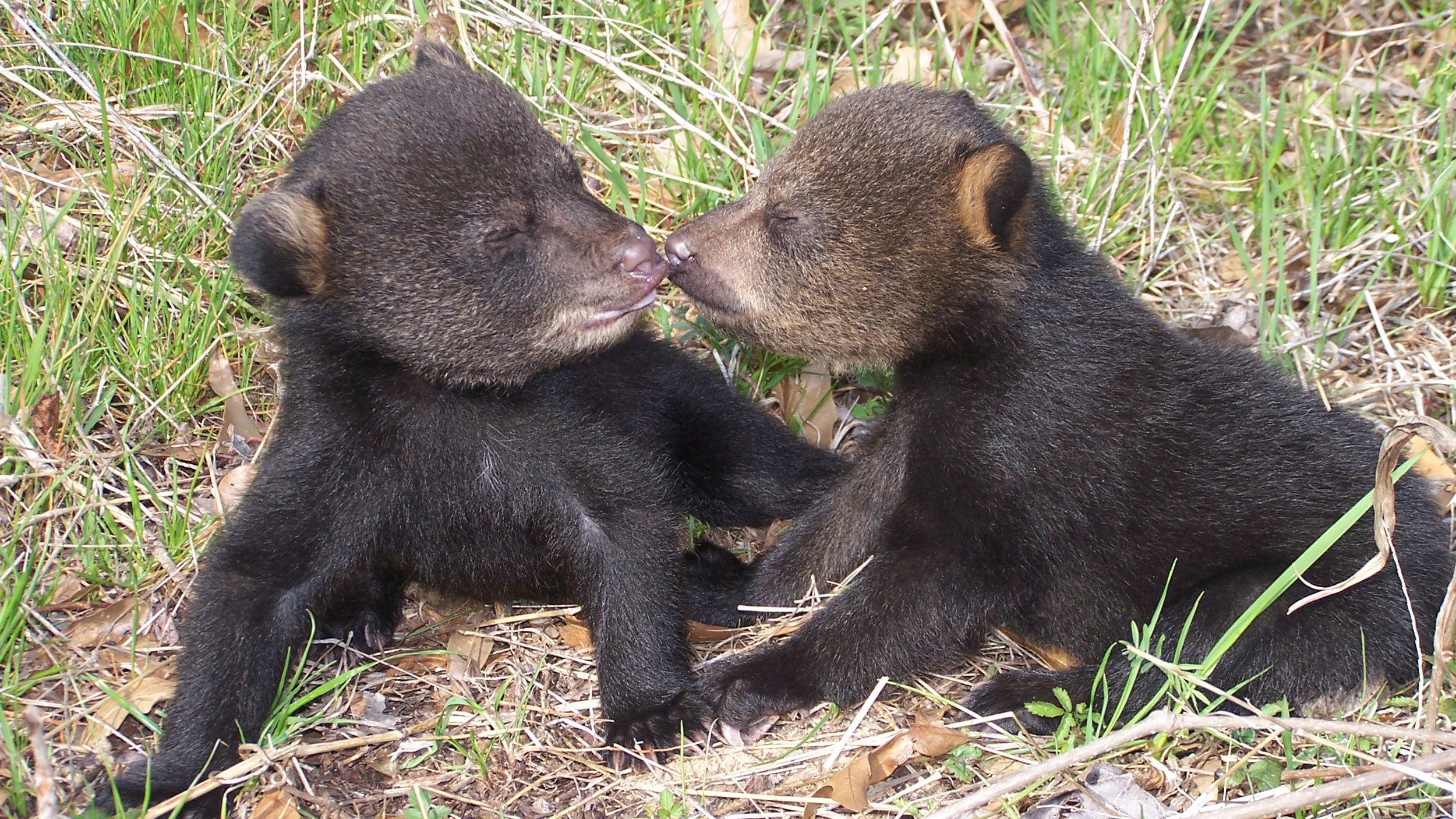 Recovery The Great Teddy Bear Rescue Cool Green Science