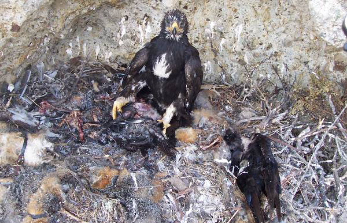 A golden eagle chick in its nest on Santa Cruz Island, surrounded by the remains of 13 island foxes (including some with radio-collars). Photo © Institute for Wildlife Studies and The Nature Conservancy