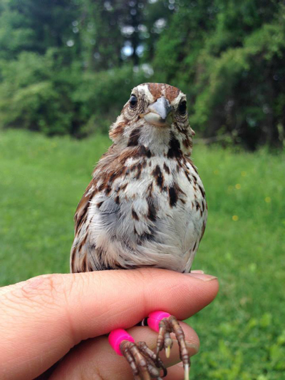 Color-banded song sparrow. Photo © Amy Strauss