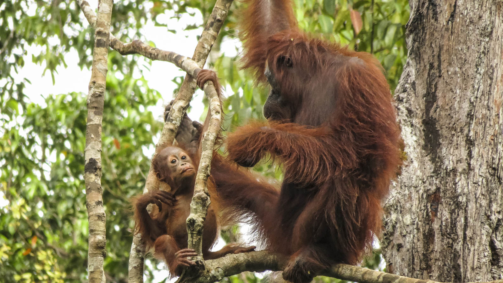 An orangutan and baby in Tanjung Puting National Park in Borneo, Indonesia. Photo © The Nature Conservancy (Katie Hawk)