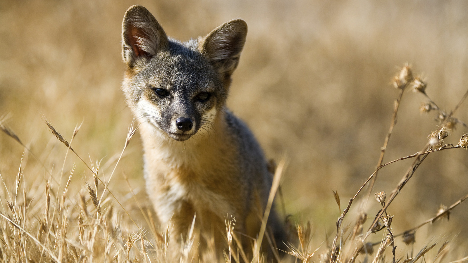 Portrait of a youthful Santa Cruz Island fox (urocyon littoralis santacruzae). Photo © Ian Shive