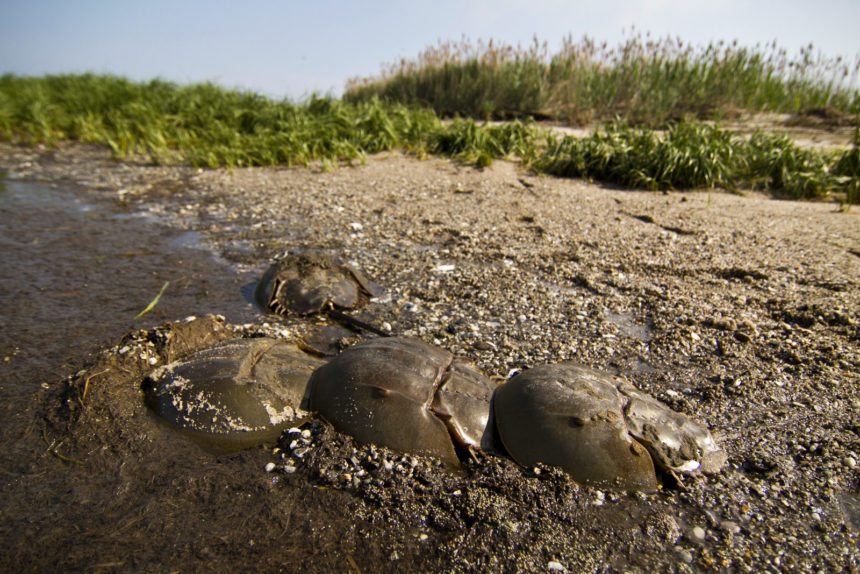 Horseshoe crabs wash up along the shores of Delaware Bay to spawn and lay eggs around the new and full moons. This event coincides with the arrival of hundreds of thousands of migrating shorebirds who use the Bay as a stopover to feast on the crab eggs before continuing their journey from South America to the Arctic. © 2012 Erika Nortemann/TNC