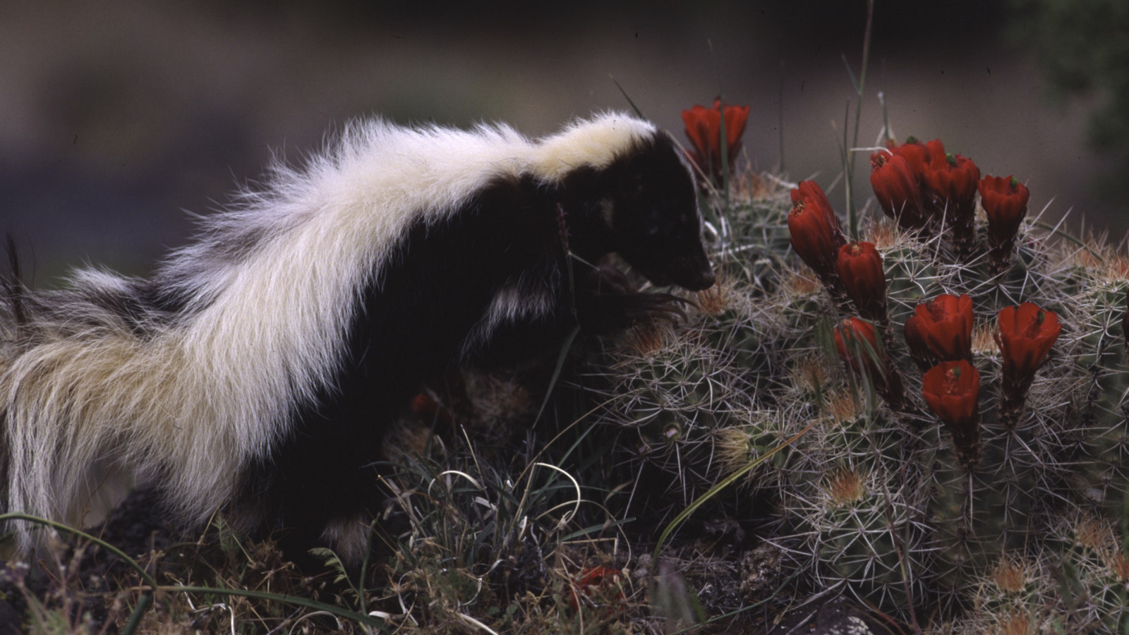 Skunk and cactus. Photo © Paul Berquist